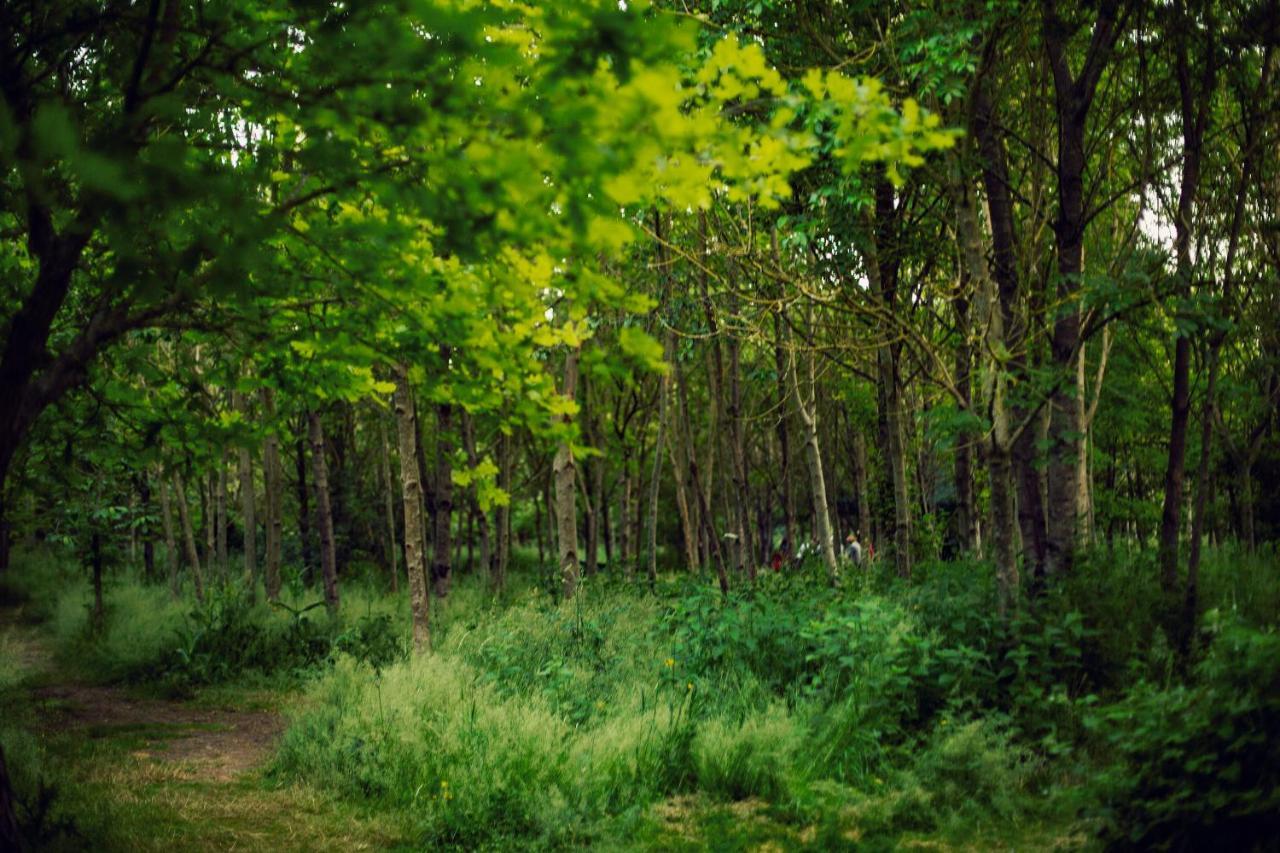 מלון South Barrow Dgg Woodland Escape מראה חיצוני תמונה